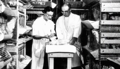Two researchers inspect a chicken